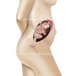 Foetus Development Weeks 1 to 40 Including Female Body - (PACK OF 40 IMAGES)