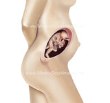 Foetus Development Weeks 1 to 40 Including Female Body - (PACK OF 40 IMAGES)