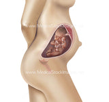 Foetus Development Weeks 1 to 40 Including Female Body - (PACK OF 40 IMAGES)