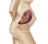 Foetus Development Weeks 1 to 40 Including Female Body (Multipack of 40 IMAGES)