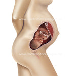 Week by Week Prenatal Development Stages (Starting after Embryonic Period)  (Multipack of 32 IMAGES).