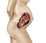 Foetus Development Weeks 1 to 40 Including Female Body - (PACK OF 40 IMAGES)