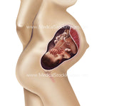 Foetus Development Weeks 1 to 40 Including Female Body - (PACK OF 40 IMAGES)