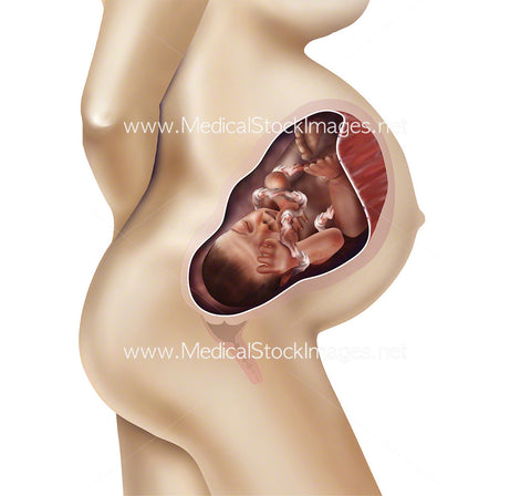 Foetus Development Week 37 Including Body