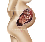 Foetus Development Weeks 1 to 40 Including Female Body - (PACK OF 40 IMAGES)