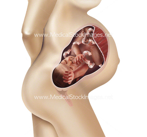 Foetus Development Week 39 Including Body
