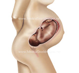 Foetus Development Weeks 1 to 40 Including Female Body - (PACK OF 40 IMAGES)