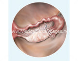 Foetus Development Illustrations Weeks 1 to 40 - (A PACK OF 40 IMAGES)