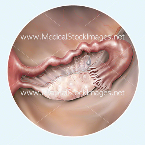 Foetus Development Week 1 - Ovulation
