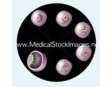 Foetus Development Illustrations Weeks 1 to 40 - (A PACK OF 40 IMAGES)