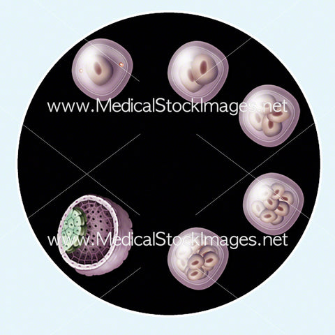 Foetus Development Week 2