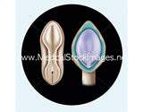 Foetus Development Illustrations Weeks 1 to 40 - (A PACK OF 40 IMAGES)