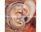 Foetus Development Illustrations Weeks 1 to 40 - (A PACK OF 40 IMAGES)