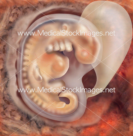 Foetus Development Week 4