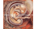 Foetus Development Illustrations Weeks 1 to 40 - (A PACK OF 40 IMAGES)