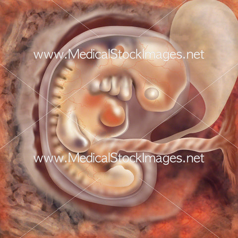 Foetus Development Week 5
