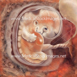 Foetus Development Illustrations Weeks 1 to 40 - (A PACK OF 40 IMAGES)