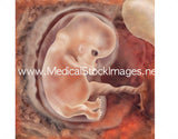 Foetus Development Illustrations Weeks 1 to 40 - (A PACK OF 40 IMAGES)