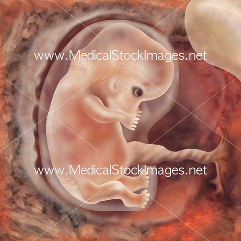 Foetus Development Week 7