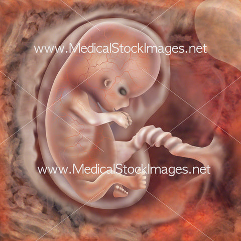 Foetus Development Week 8