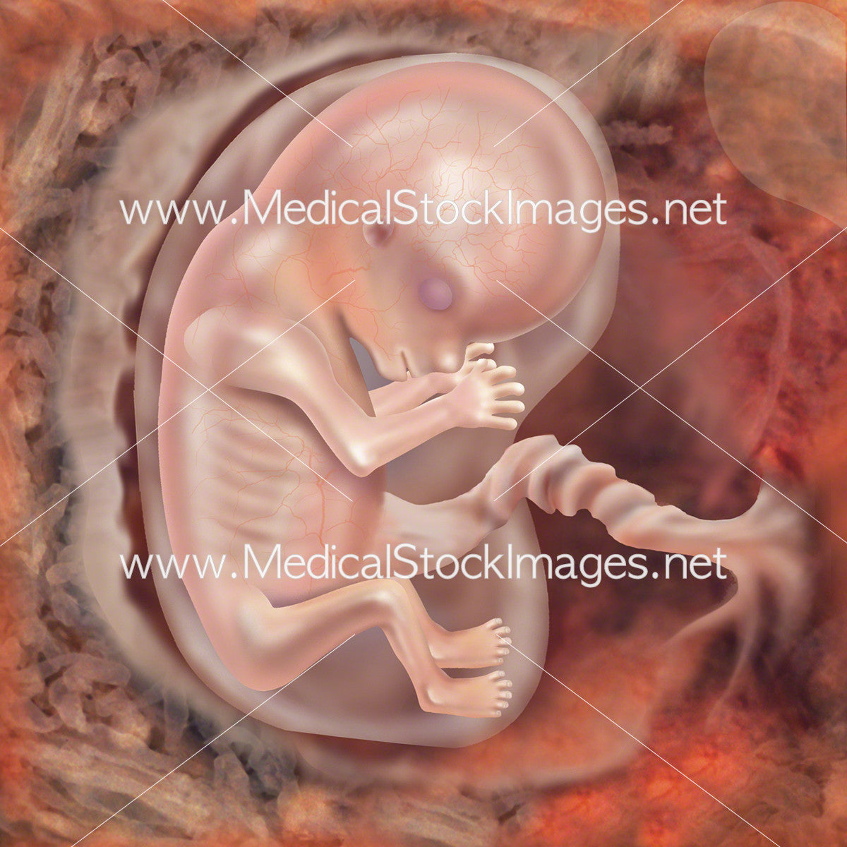 Foetus Development Week – Medical Stock Images Company
