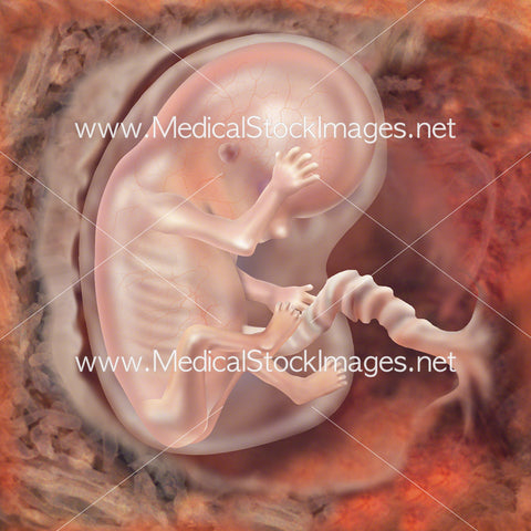 Foetus Development Week 10