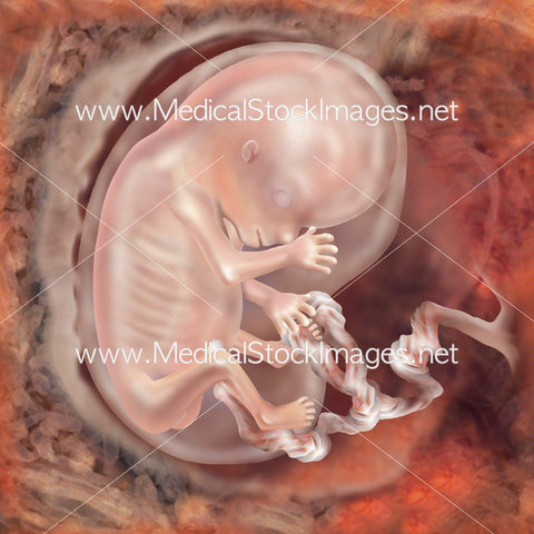 Foetus Development Week 11