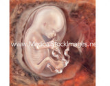 Foetus Development Illustrations Weeks 1 to 40 - (A PACK OF 40 IMAGES)