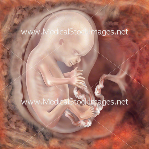 Foetus Development Week 12