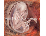 Foetus Development Illustrations Weeks 1 to 40 - (A PACK OF 40 IMAGES)