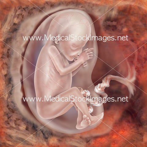 Foetus Development Week 13