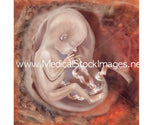 Foetus Development Illustrations Weeks 1 to 40 - (A PACK OF 40 IMAGES)