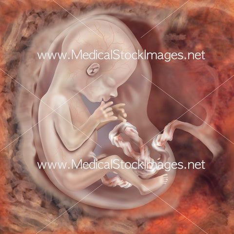 Foetus Development Week 14