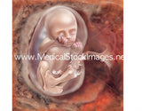 Foetus Development Illustrations Weeks 1 to 40 - (A PACK OF 40 IMAGES)