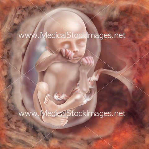 Foetus Development Week 15