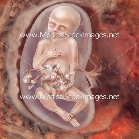 Foetus Development Week 16