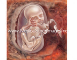 Foetus Development Illustrations Weeks 1 to 40 - (A PACK OF 40 IMAGES)