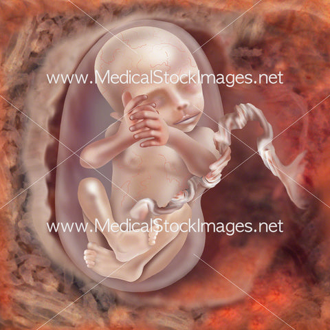 Foetus Development Week 17