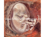 Foetus Development Illustrations Weeks 1 to 40 - (A PACK OF 40 IMAGES)