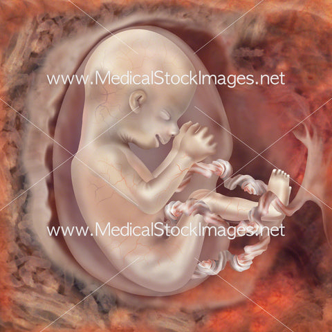 Foetus Development Week 18