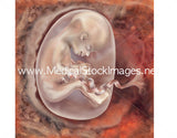 Foetus Development Illustrations Weeks 1 to 40 - (A PACK OF 40 IMAGES)