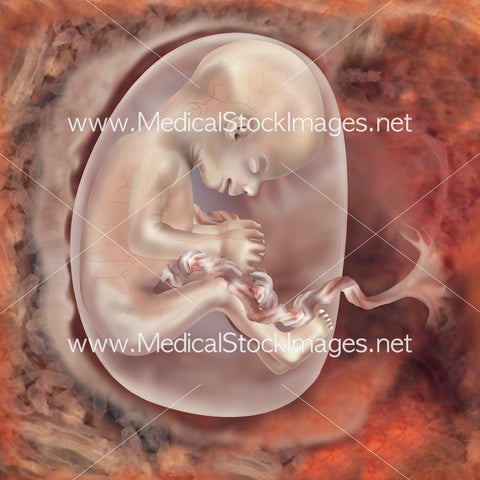 Foetus Development Week 19