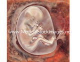 Foetus Development Illustrations Weeks 1 to 40 - (A PACK OF 40 IMAGES)