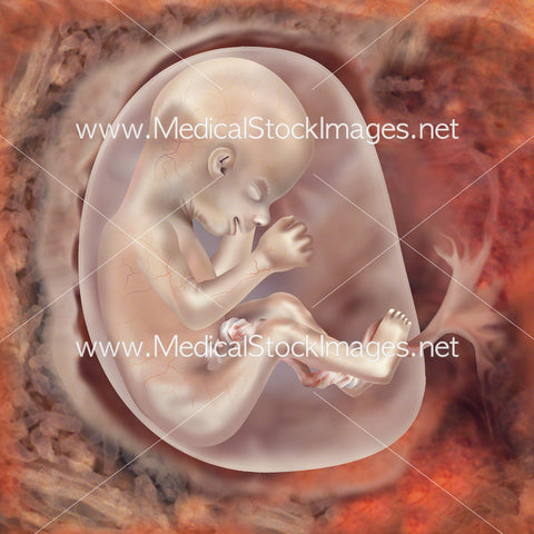 Foetus Development Week 20