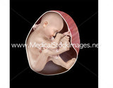 Foetus Development Illustrations Weeks 1 to 40 - (A PACK OF 40 IMAGES)