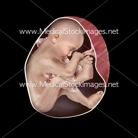 Foetus Development Week 23