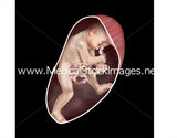 Foetus Development Illustrations Weeks 1 to 40 - (A PACK OF 40 IMAGES)