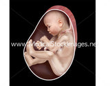 Foetus Development Illustrations Weeks 1 to 40 - (A PACK OF 40 IMAGES)