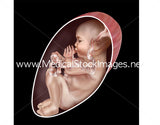 Foetus Development Illustrations Weeks 1 to 40 - (A PACK OF 40 IMAGES)