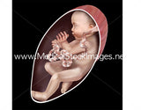 Foetus Development Illustrations Weeks 1 to 40 - (A PACK OF 40 IMAGES)